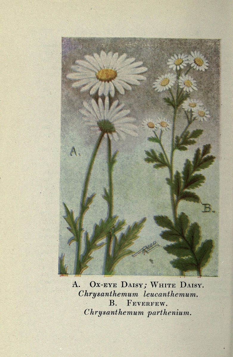 Feverfew