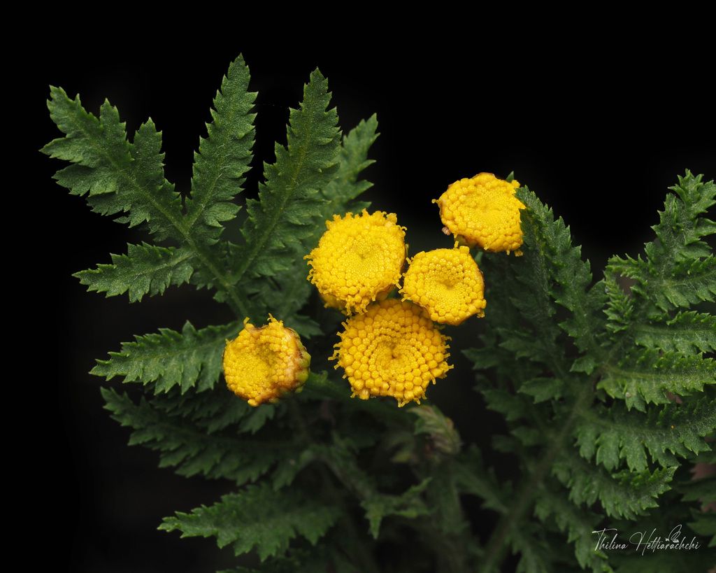 Tansy