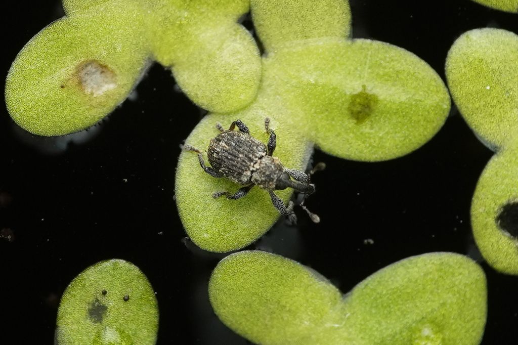 Duckweed Weevil