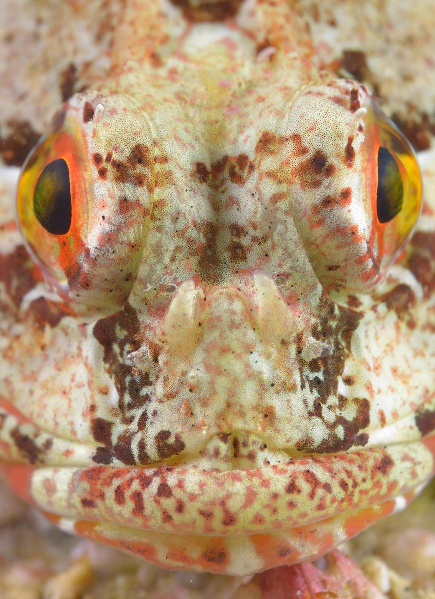 Sea Scorpion