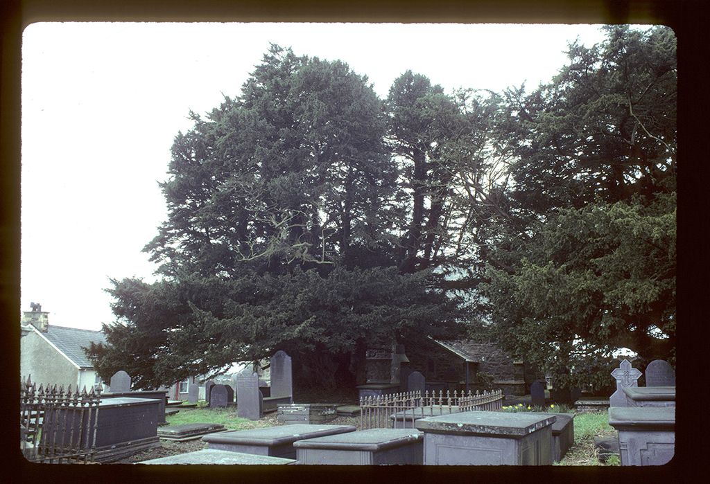 Yew