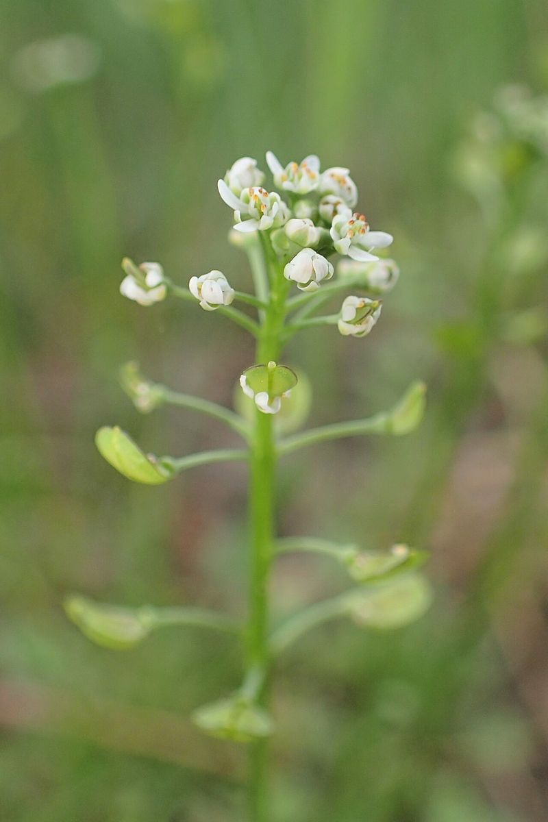 Shepherd's Cress
