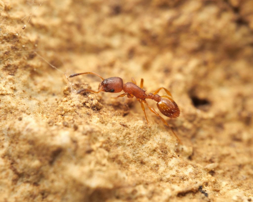 Long-spined Ant