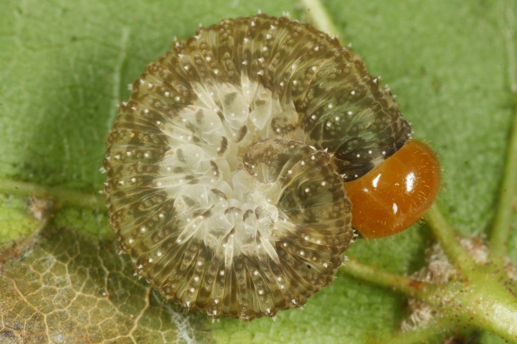 Livid Sawfly