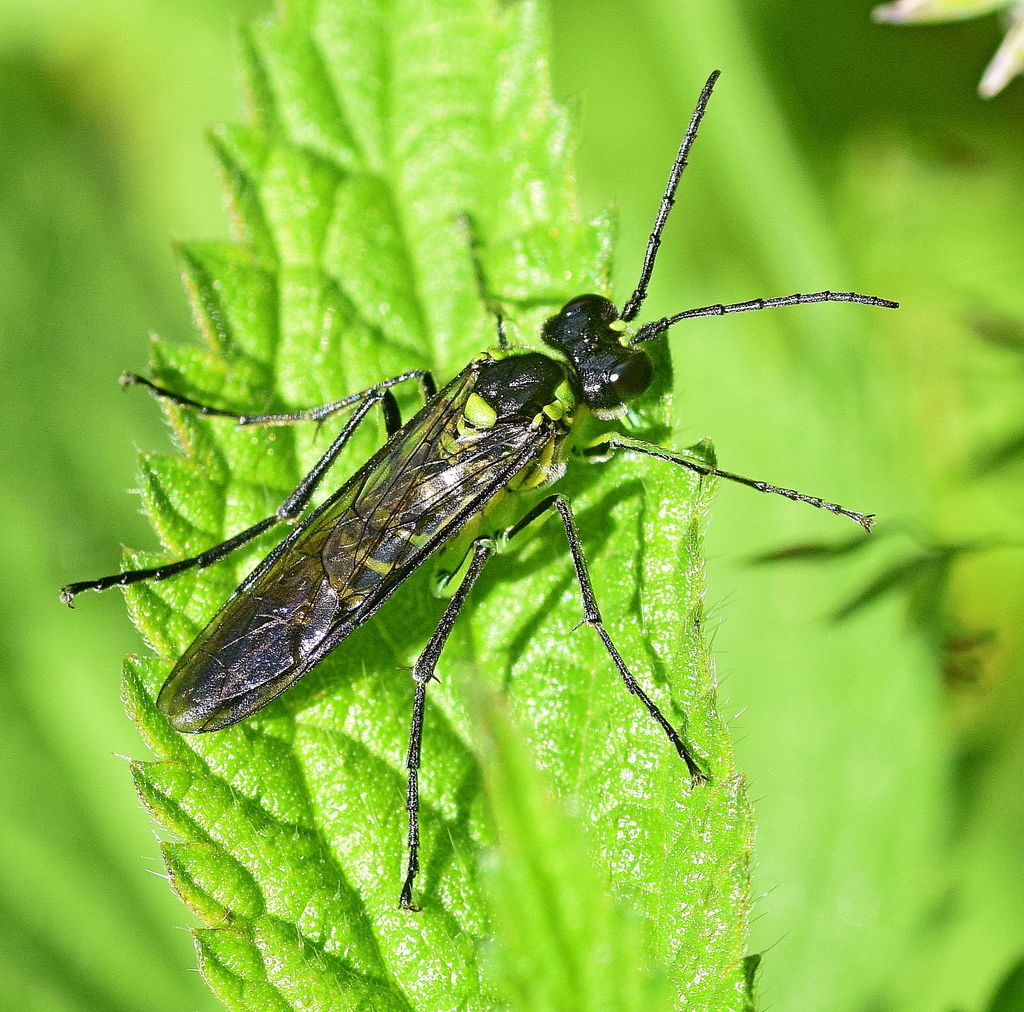 Common Green Sawfly