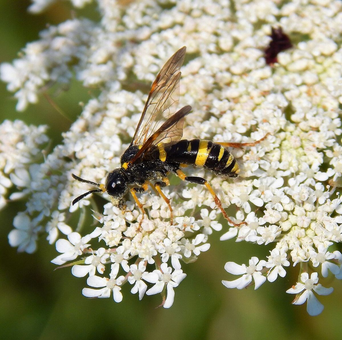 Fen Sawfly