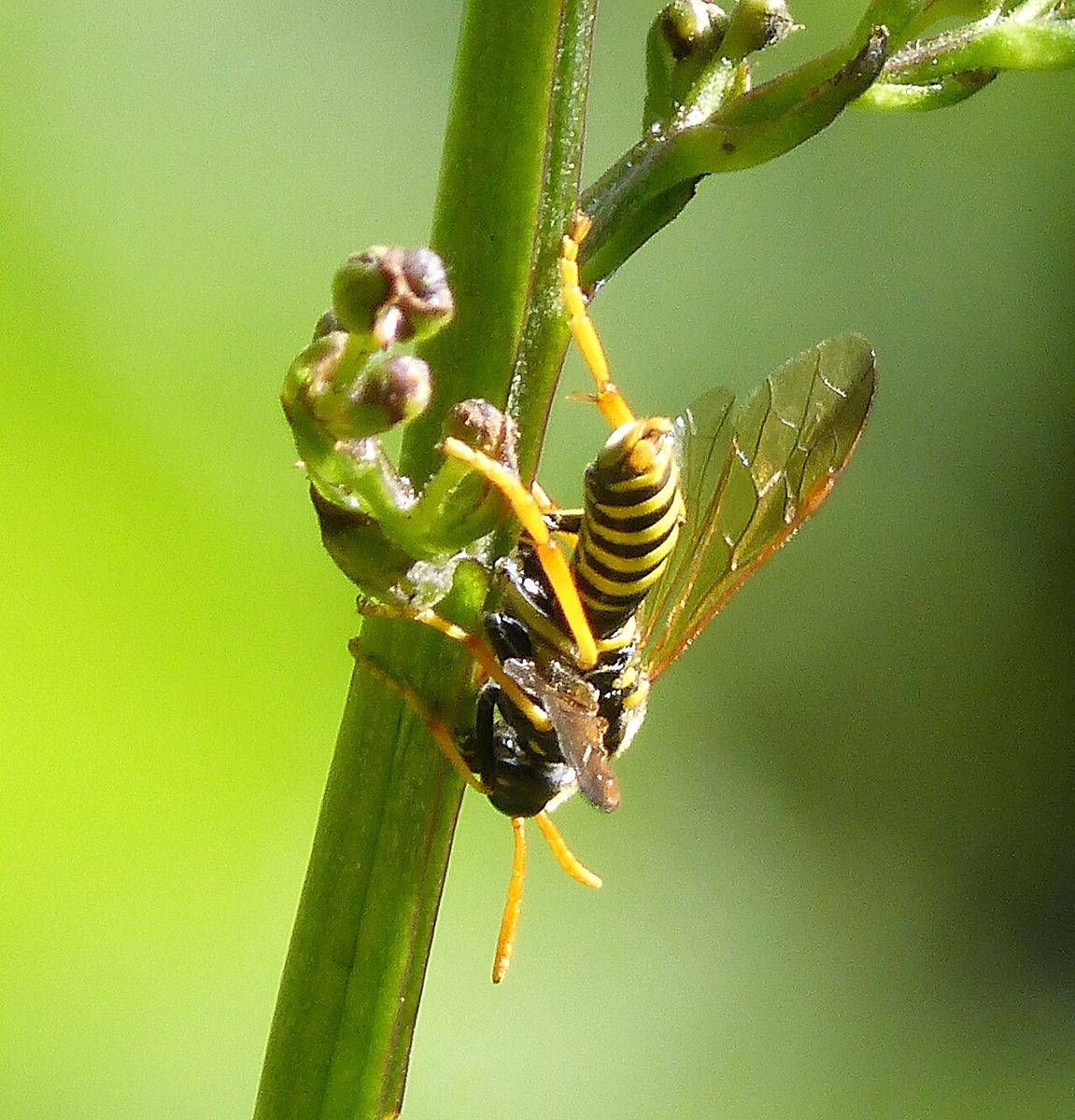 Figwort Sawfly