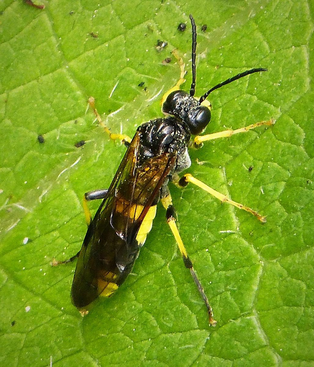 Wayward Sawfly