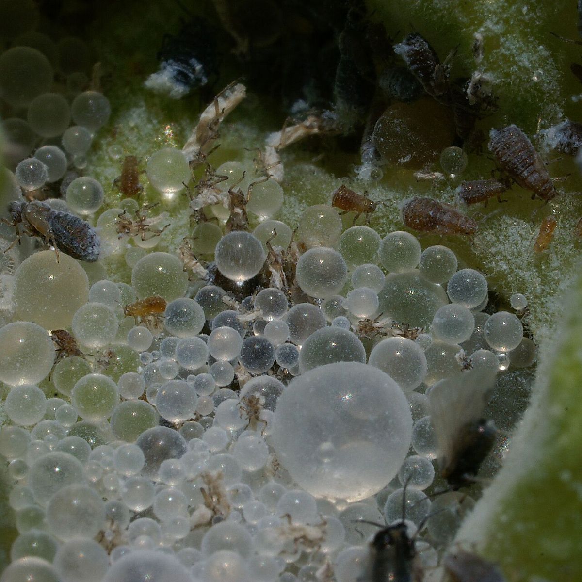Fig Gall