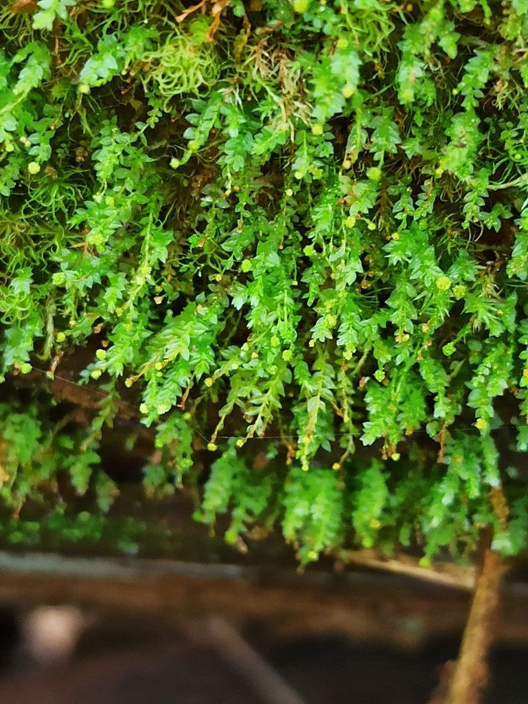 Pellucid Four-tooth Moss