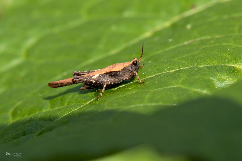 Slender Ground-hopper