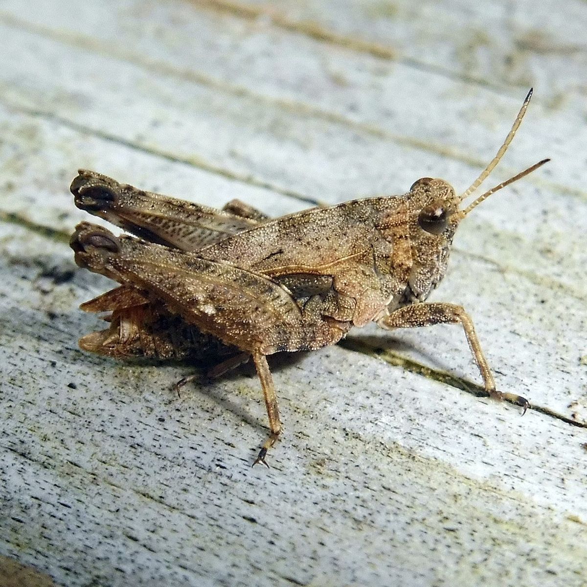 Common Ground-hopper