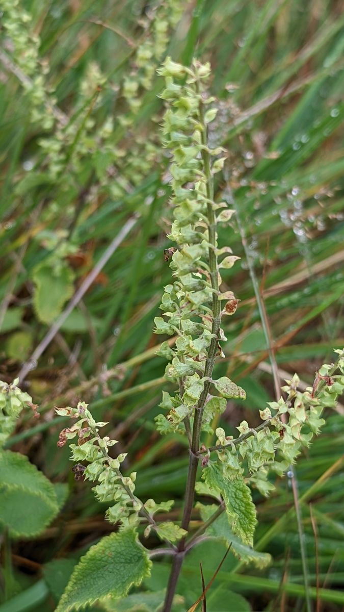 Wood Sage