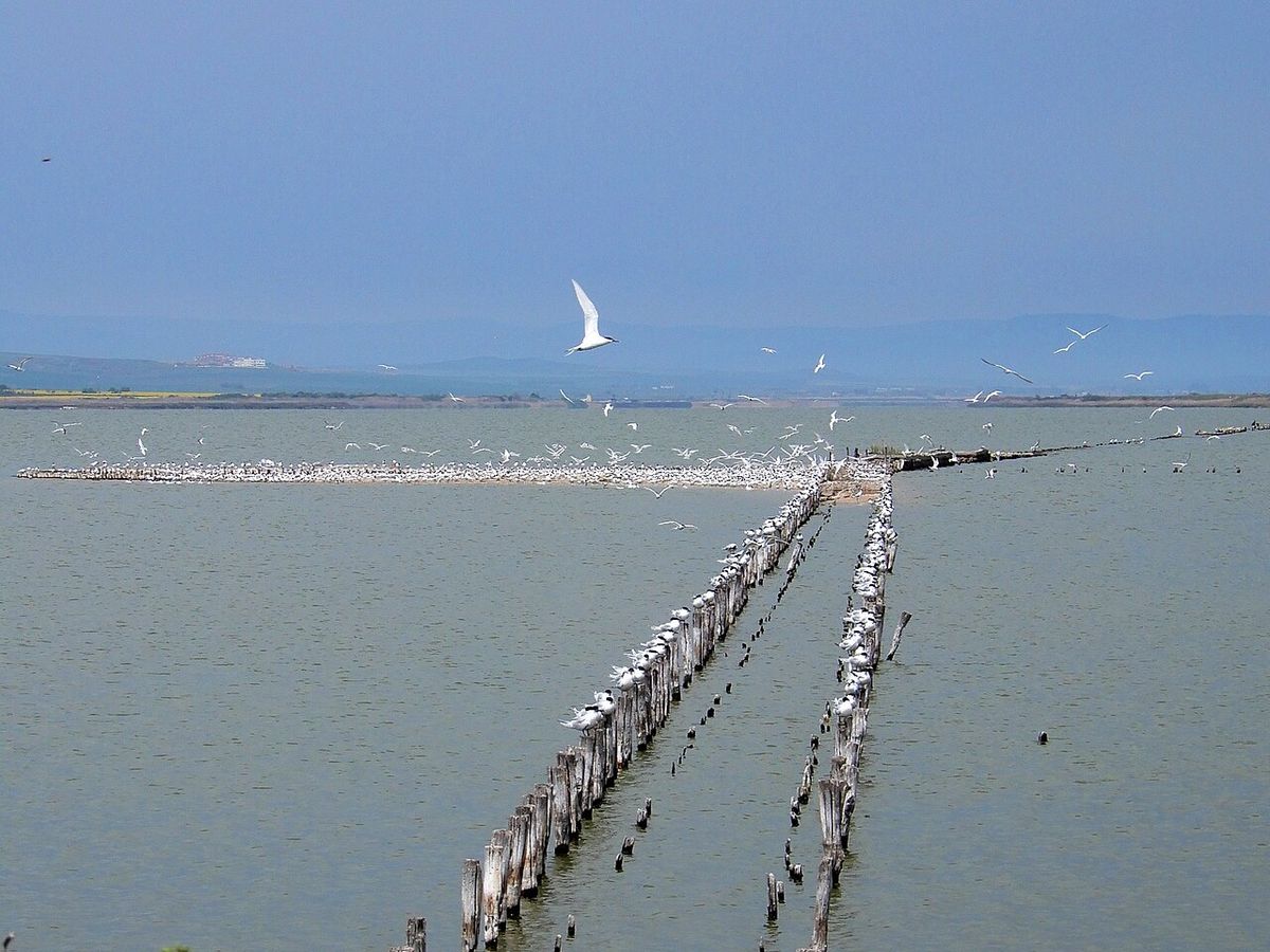 Sandwich Tern