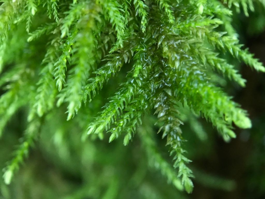 Fox-tail Feather-moss