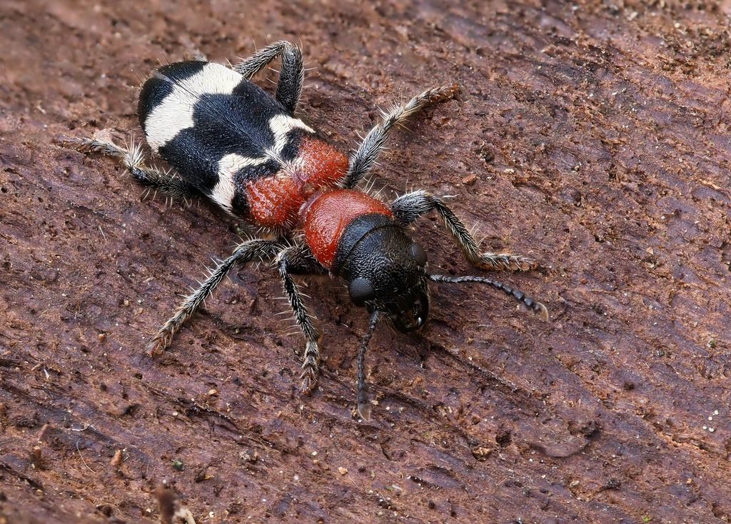Ant Beetle