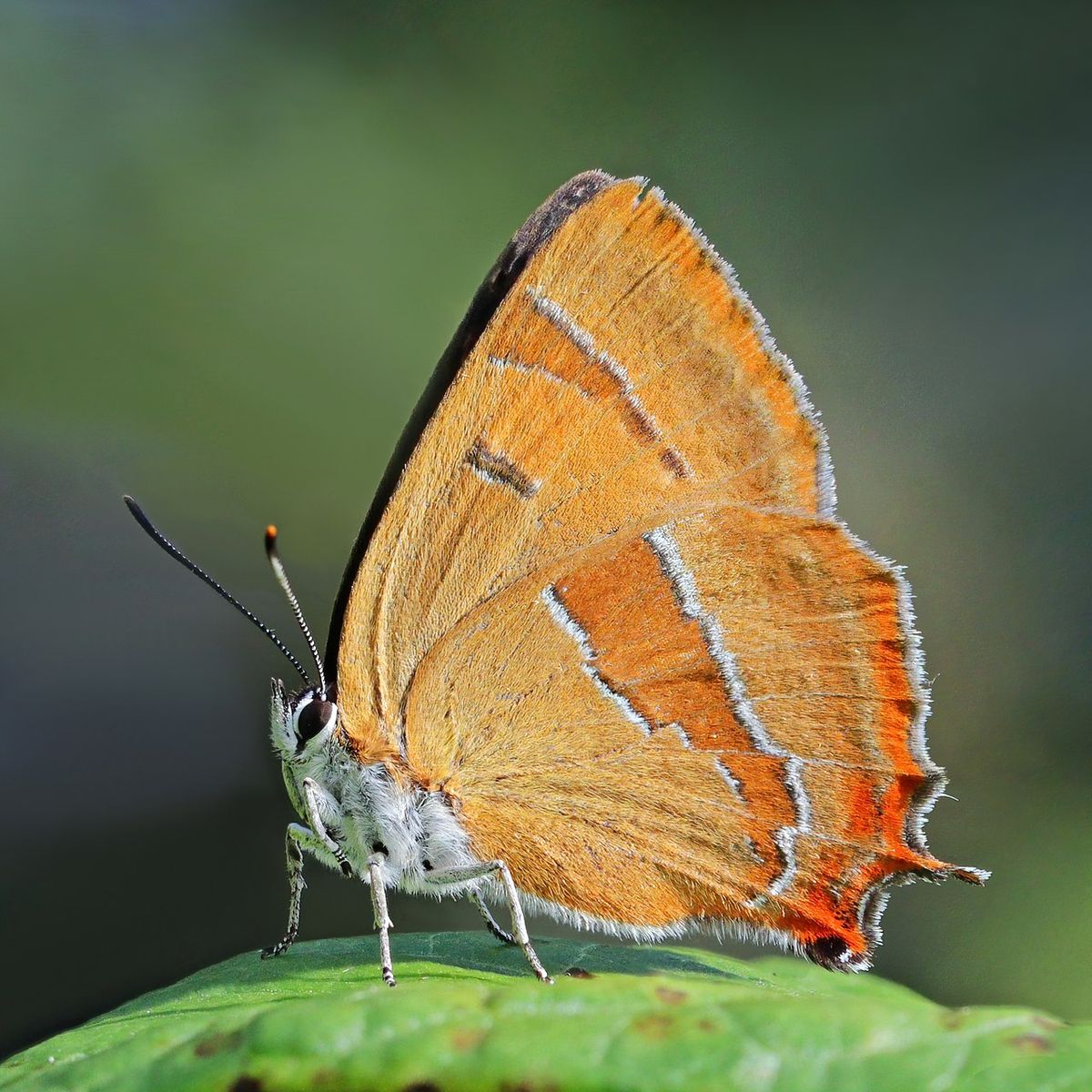 Brown Hairstreak