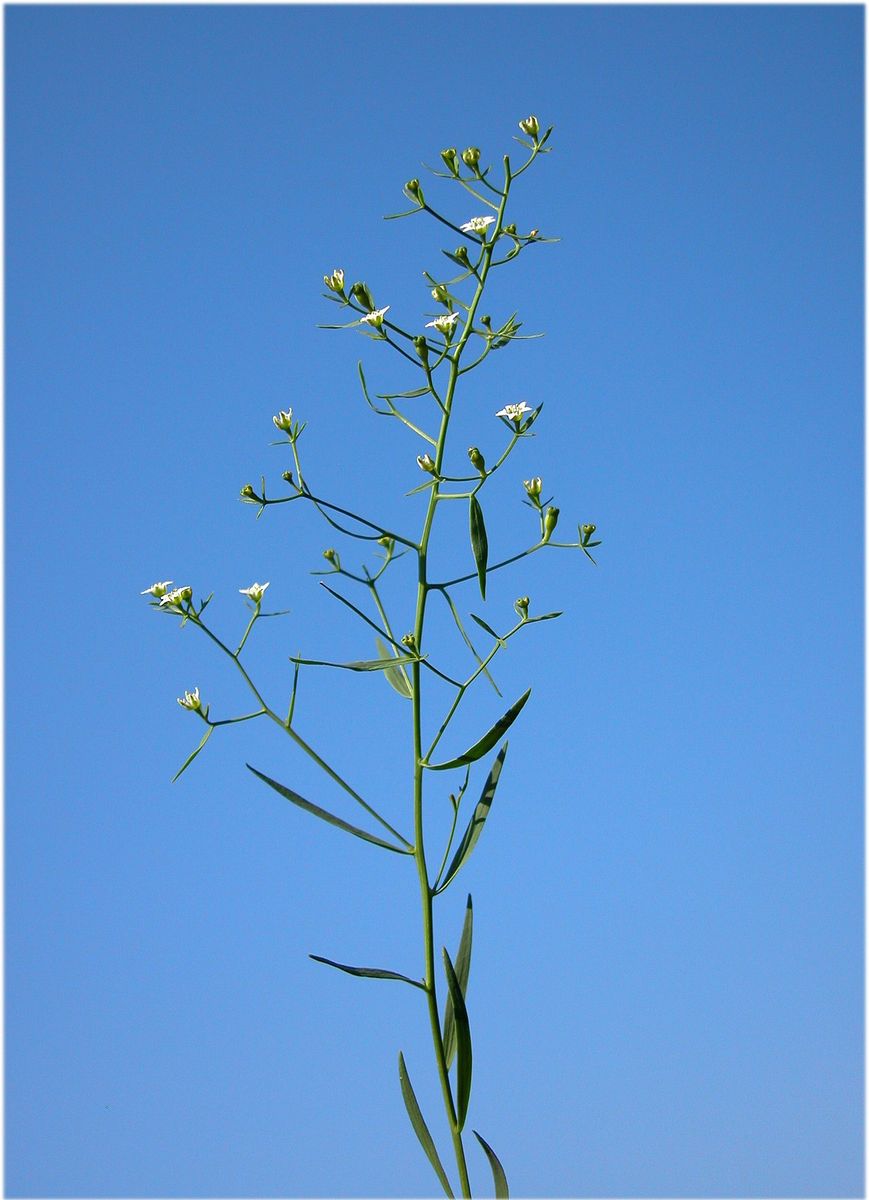 Bastard-toadflax