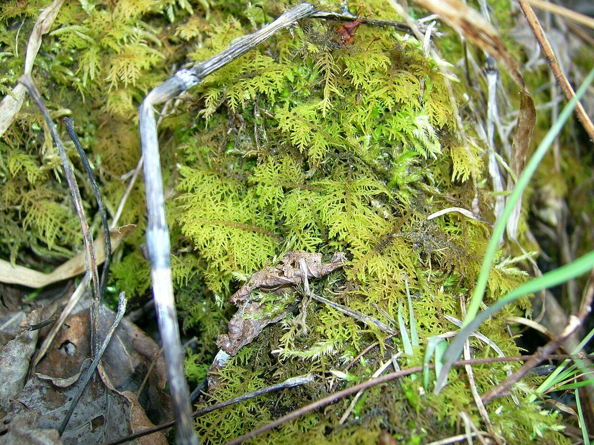 Delicate Tamarisk-moss