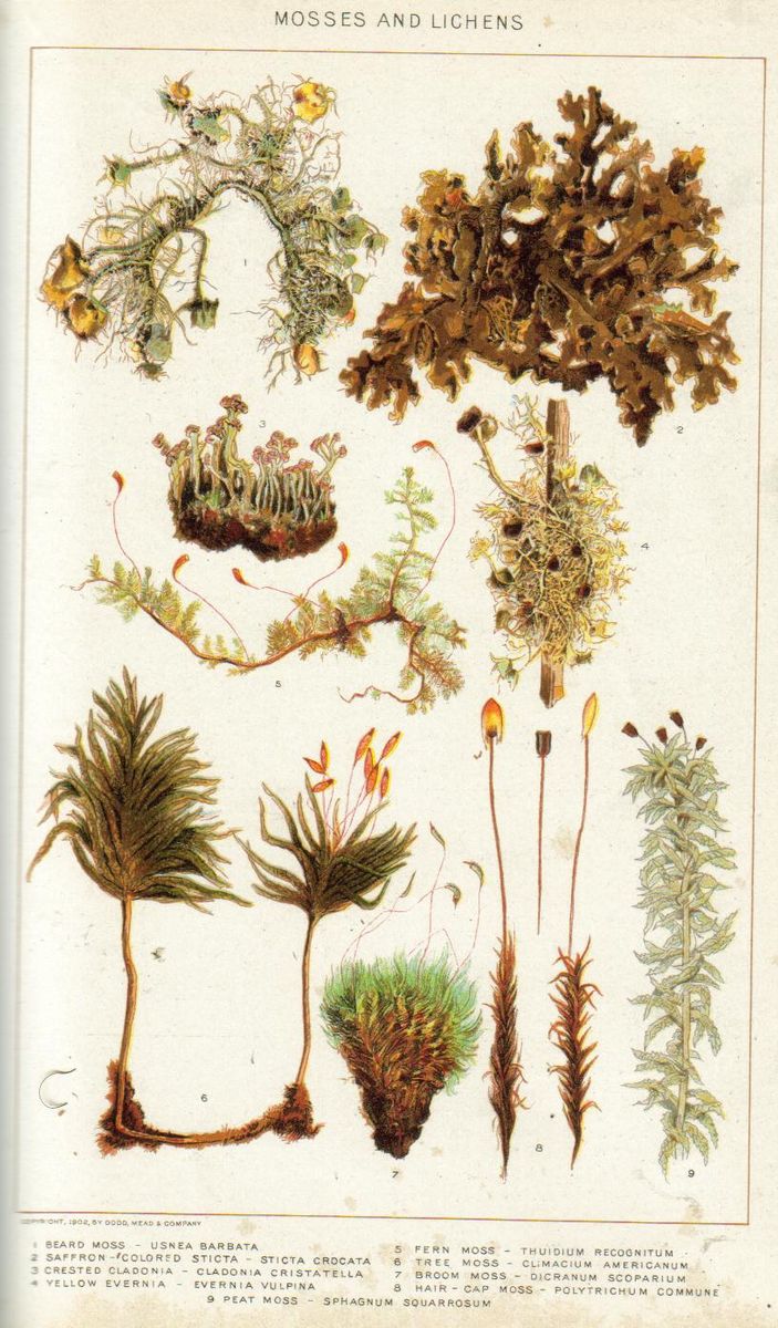 Lesser Tamarisk-moss