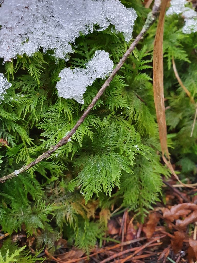 Common Tamarisk-moss