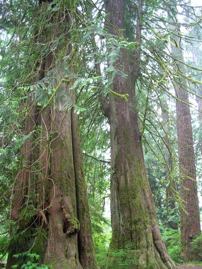Western Red-cedar