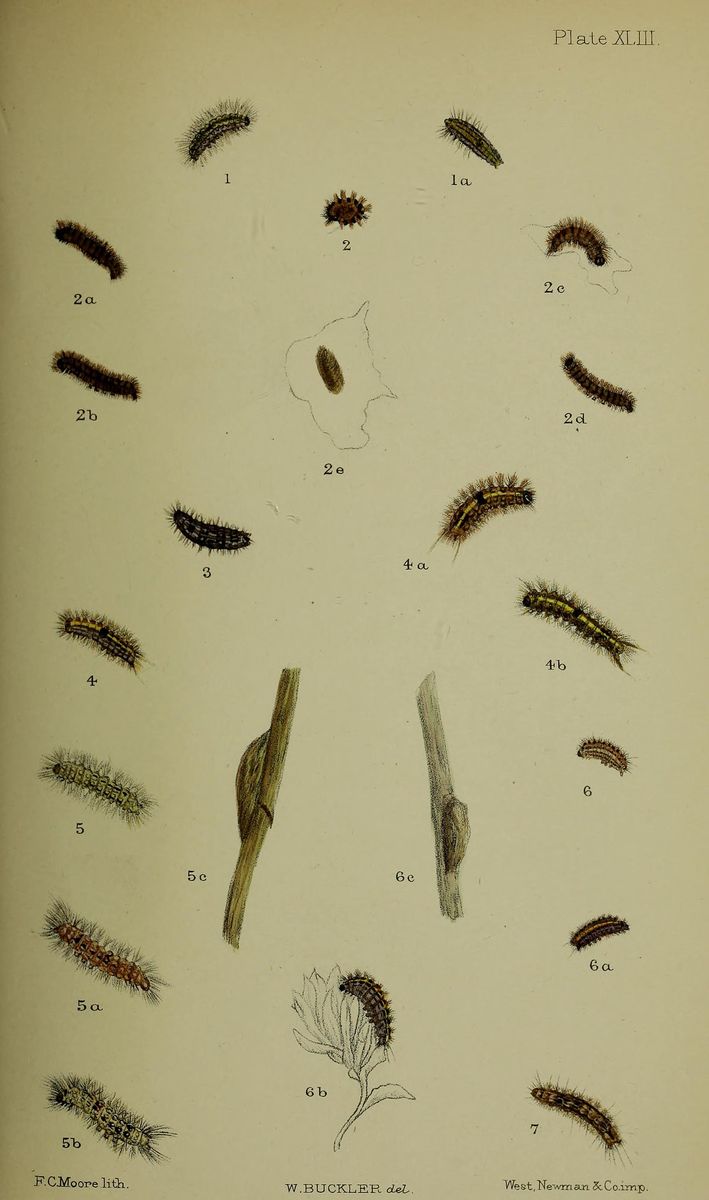 Round-winged Muslin