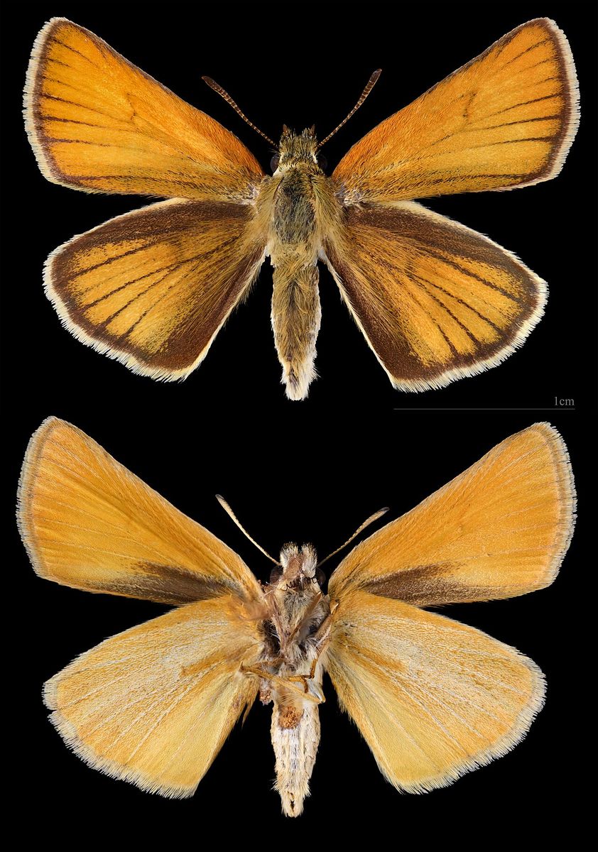 Essex Skipper