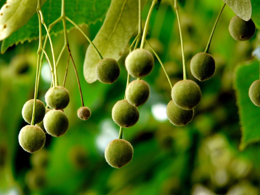 Small-leaved Lime