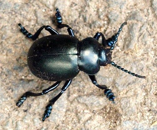 Bloody-nosed Beetle