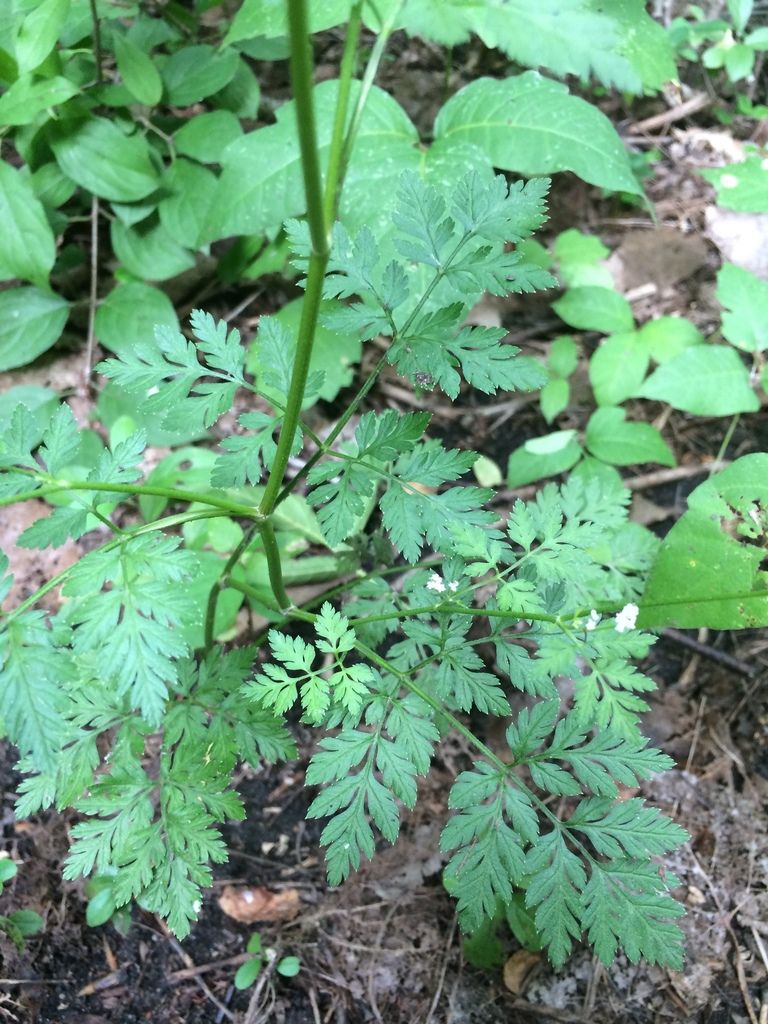 Upright Hedge-parsley