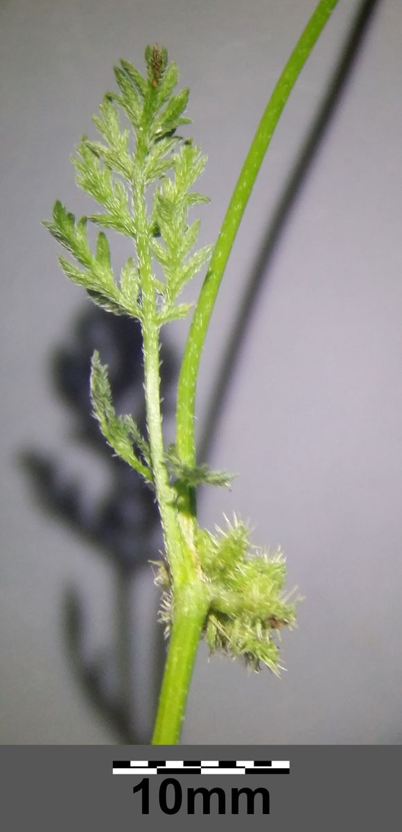 Knotted Hedge-parsley
