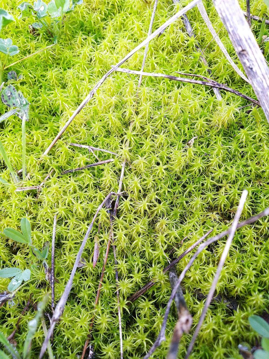 Side-fruited Crisp-moss