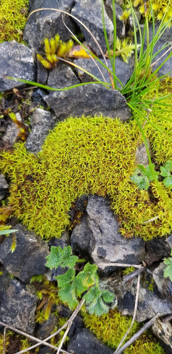 Frizzled Crisp-moss