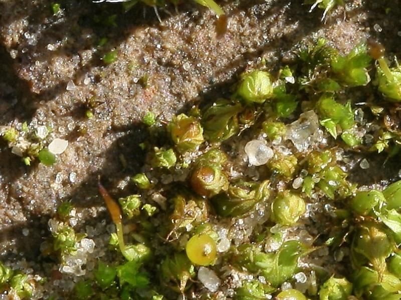 Cuspidate Earth-moss