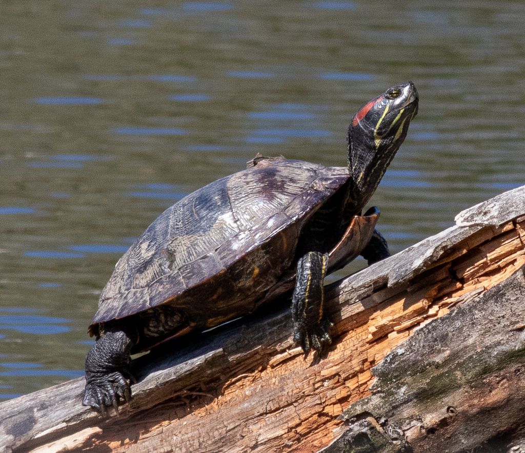 Pond Terrapin