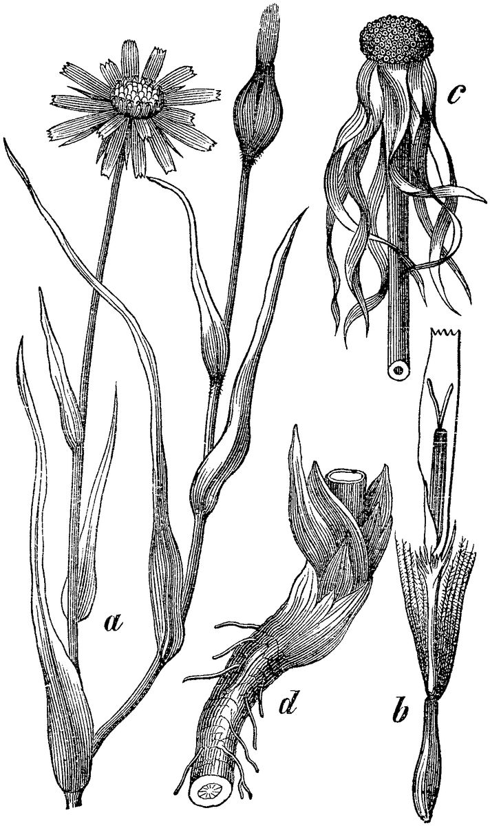 Goat's-beard