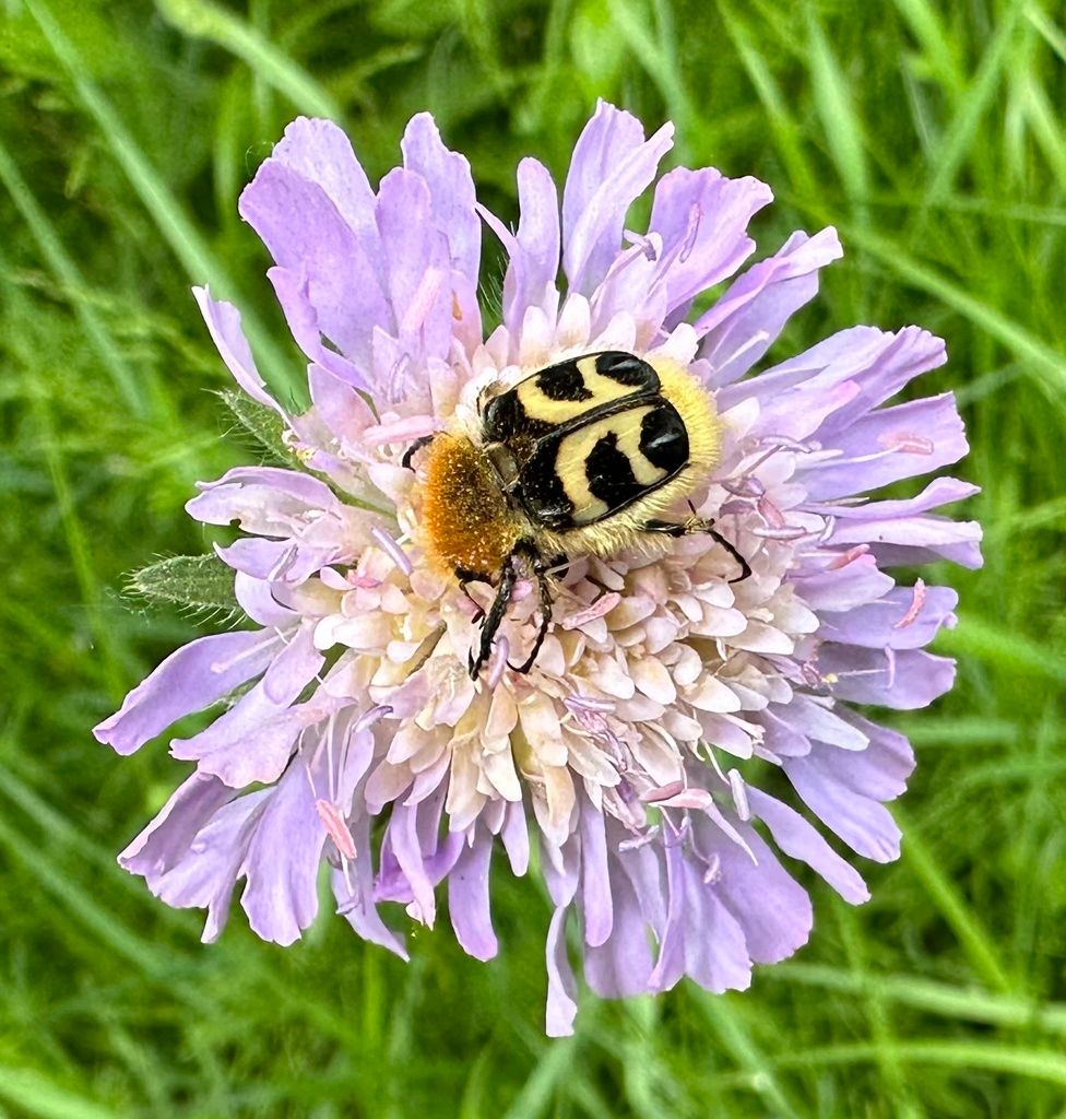 Bee Beetle