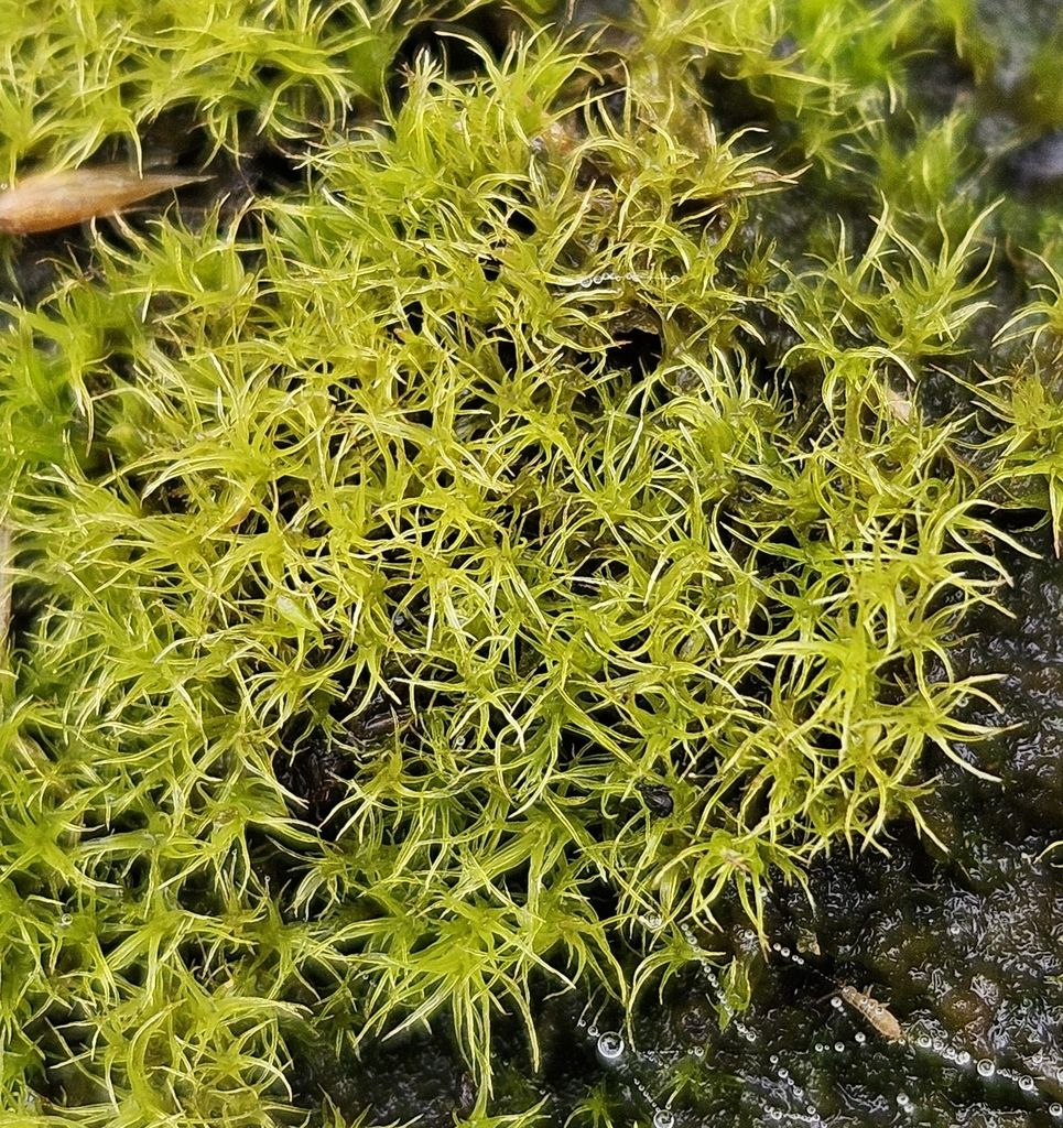 Cylindric Ditrichum