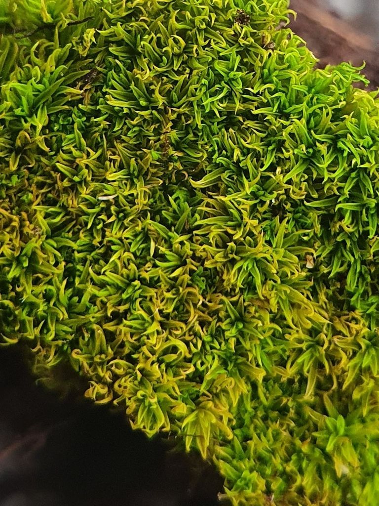 Curly Crisp-moss