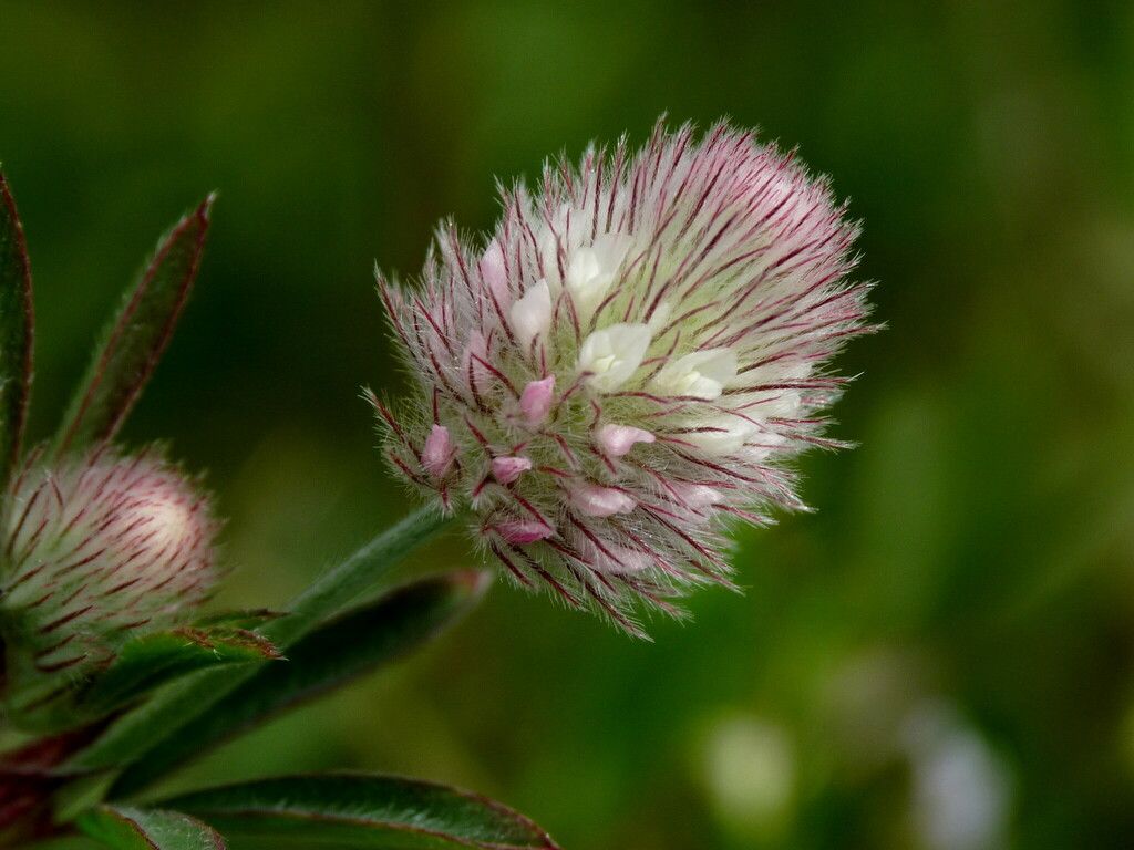 Hare's-foot Clover