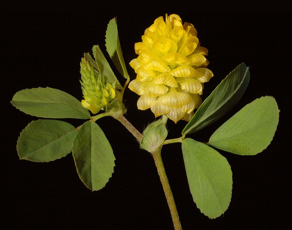 Hop Trefoil