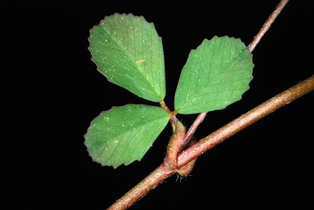 Lesser Trefoil