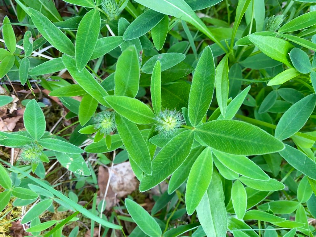 Zigzag Clover