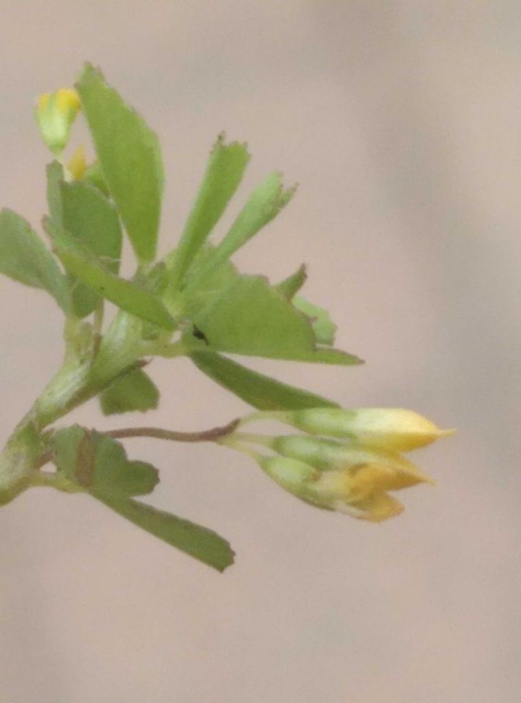 Slender Trefoil