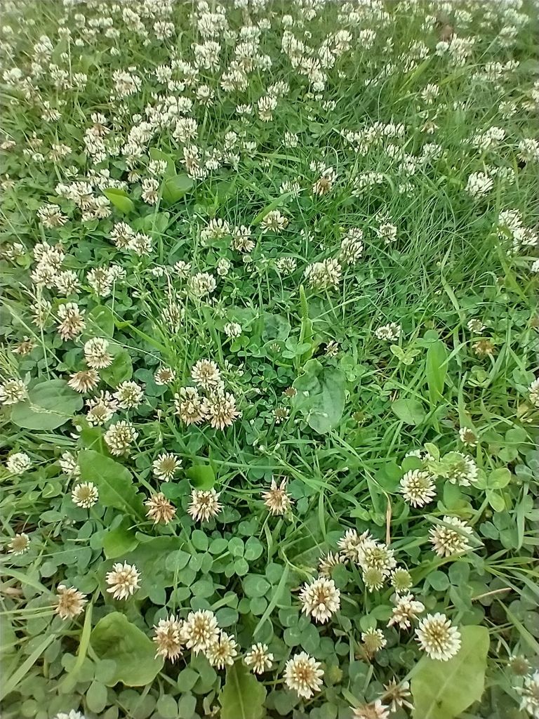 White Clover