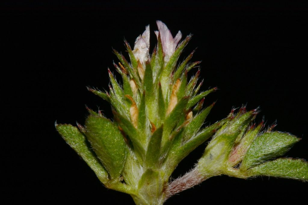 Rough Clover