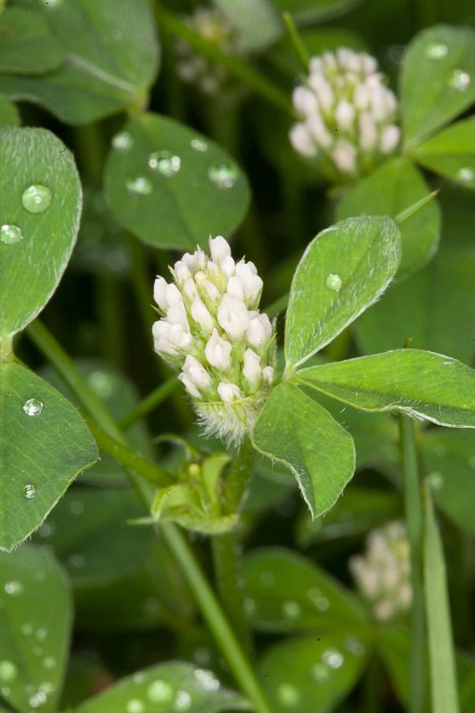 Knotted Clover