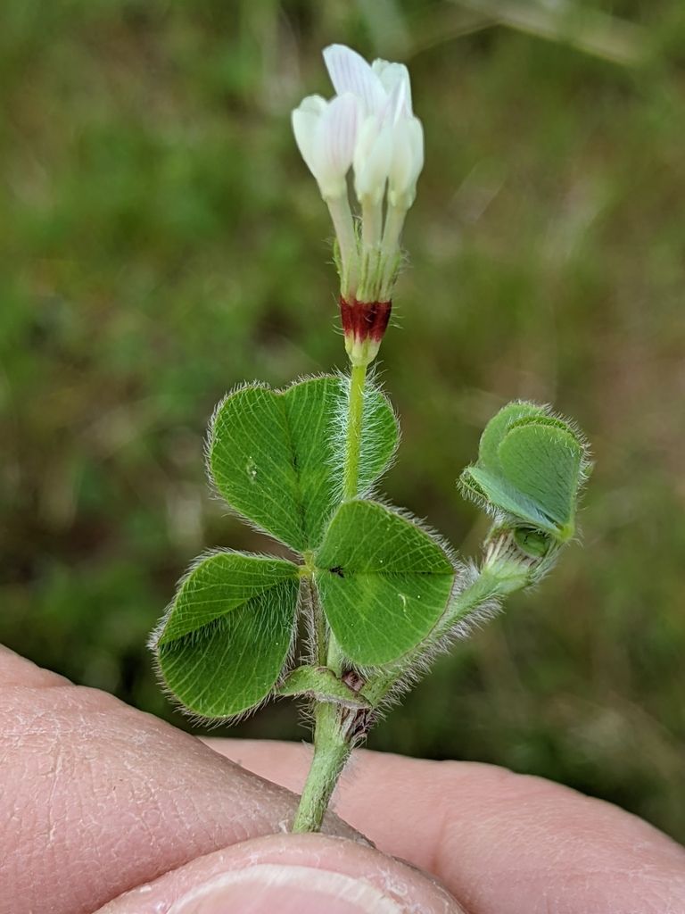 Subterranean Clover