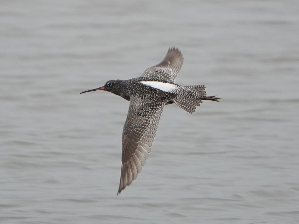 Spotted Redshank